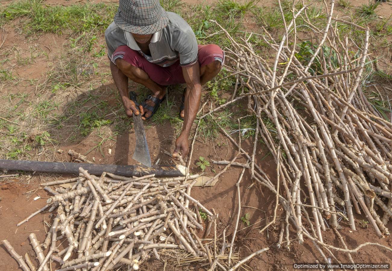 cassava-value-chain-project-pind-foundation