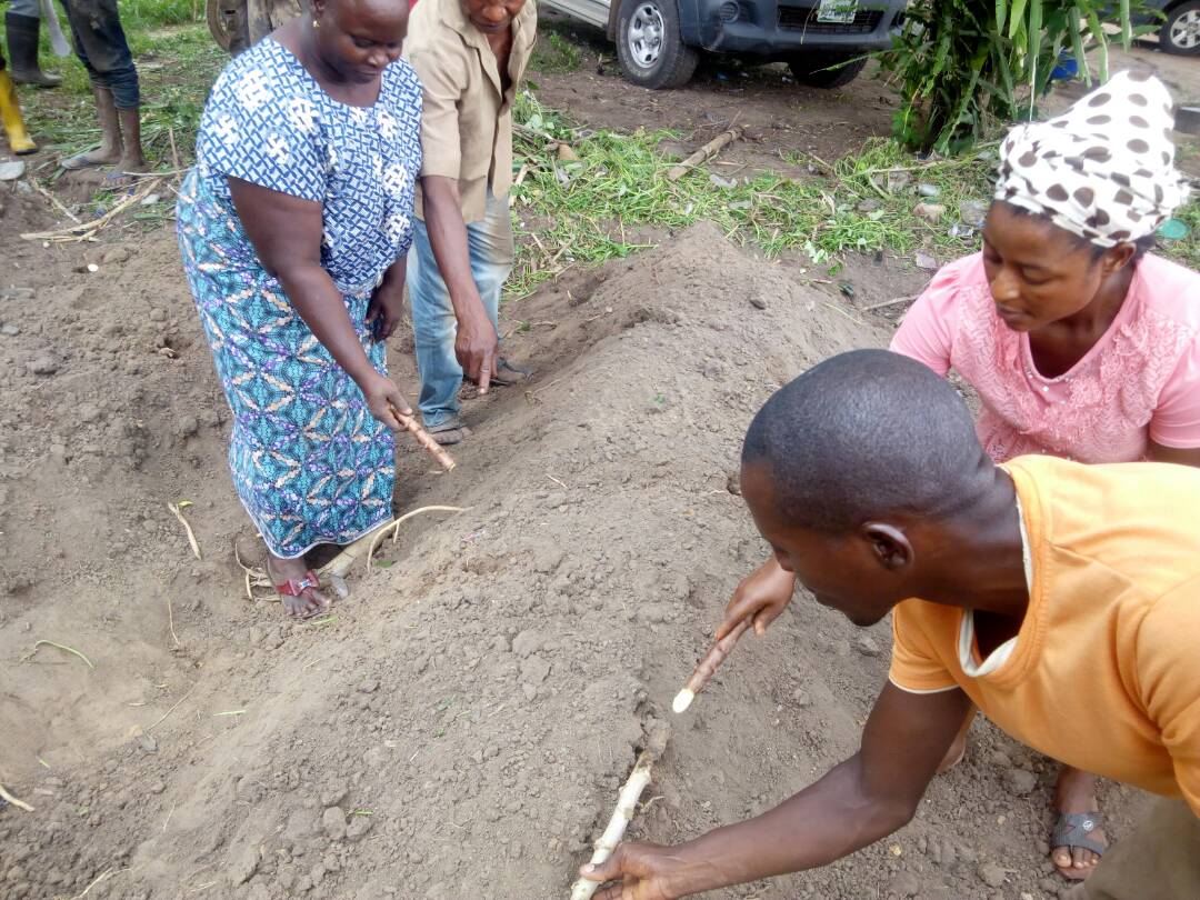 good-agronomic-practices-training-for-cassava-farmers-in-ondo-state