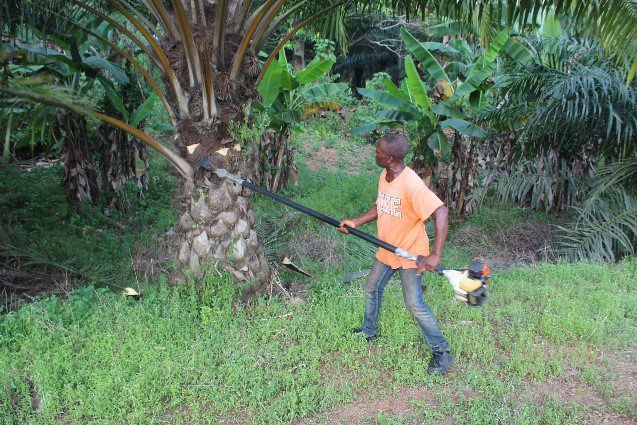 Oil Palm Farming Without Tears - How improved harvesting technology is
